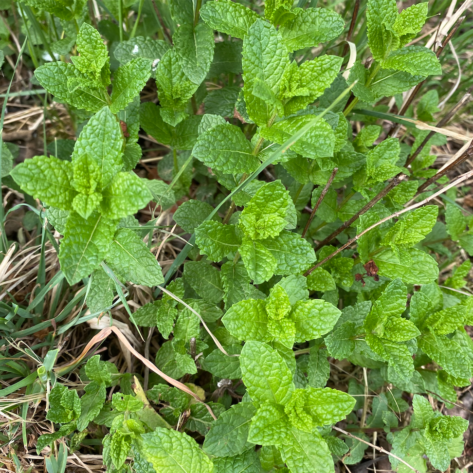 Carte à planter - Mojito