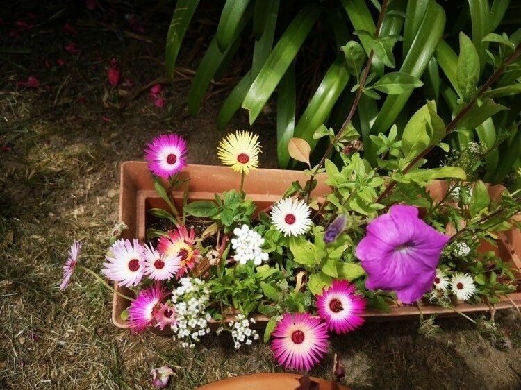 Carte à planter - Des fleurs pour te dire je t'aime