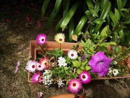 Carte à planter - Des fleurs pour te dire je t'aime